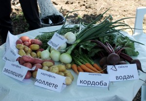 КФХ Плетинь Р.Б. представило свою овощеводческую продукцию