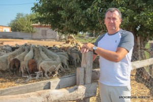 У фермера Михаила Радченко — одна из лучших овцеводческих ферм на Кубани. Фото Сергея Чамагуа