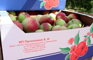 Яблоневый сад Евгения Прокопенко